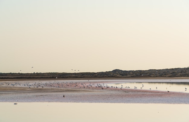 Una bandada de pájaros en el lago salado.