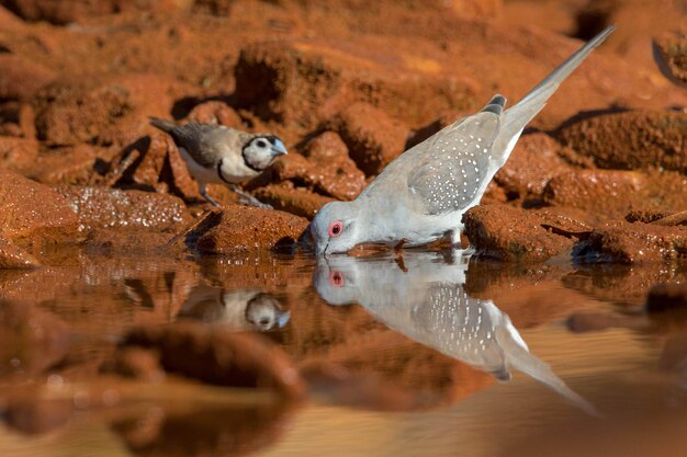 Foto una bandada de pájaros en un lago