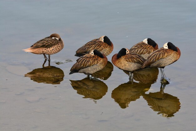 Foto bandada de pájaros en el lago