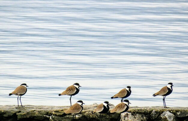 Foto bandada de pájaros en el lago