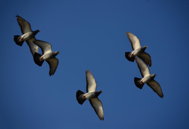 Bandada de pájaros en libertad de vuelo