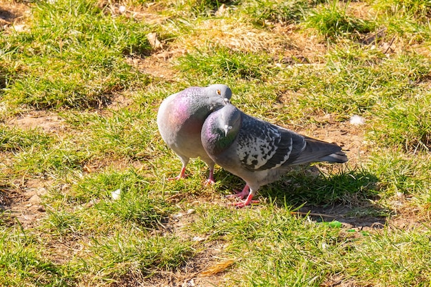 Una bandada de pájaros de palomas picoteando pan en un parque público