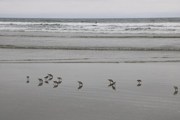 Foto bandada de pájaros en la playa