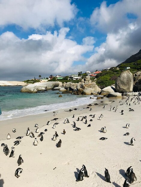 Foto bandada de pájaros en la playa