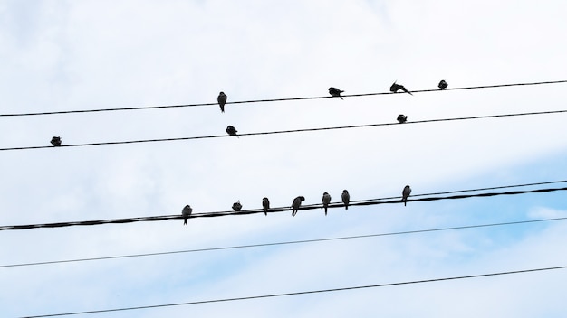 Una bandada de pájaros se posa sobre cables eléctricos.