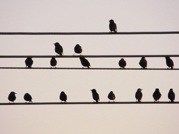 Foto una bandada de pájaros posados en cables