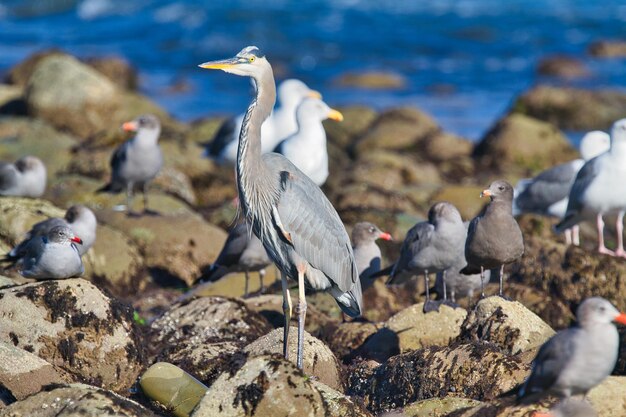 Foto bandada de pájaros en la roca