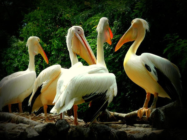 Foto bandada de pájaros en la roca