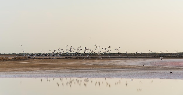 Una bandada de pájaros sobre el lago salado.