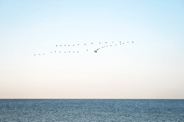 Una bandada de pájaros sobre el mar. Migración estacional de aves a regiones más cálidas.