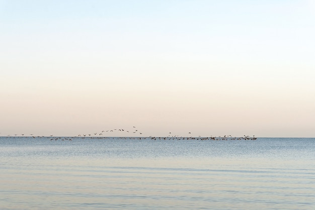 Una bandada de pájaros sobre el mar. Migración estacional de aves a regiones más cálidas.