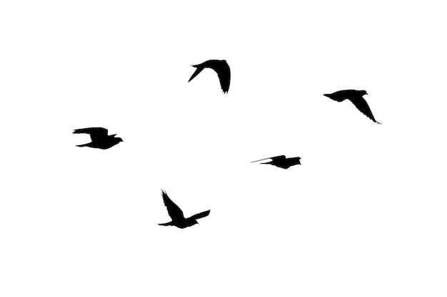 Bandada de pájaros volando aislados sobre un fondo blanco