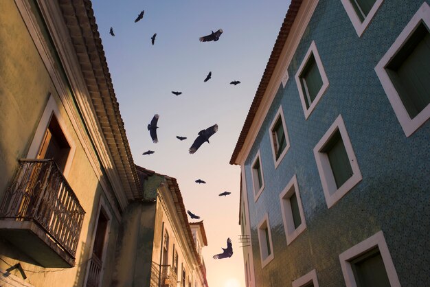 Bandada de pájaros volando entre las casas coloniales del centro histórico durante el amanecer