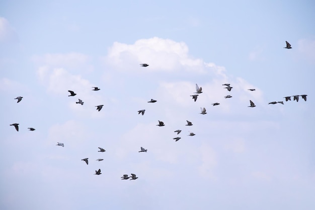 Bandada de pájaros volando en el cielo azul