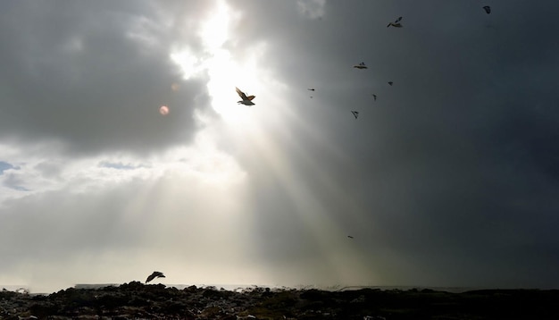 Una bandada de pájaros volando en el cielo con el sol brillando a través de las nubes.