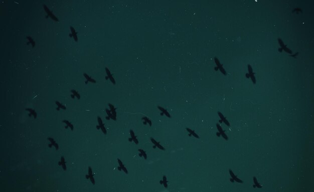 Foto una bandada de pájaros volando en el cielo