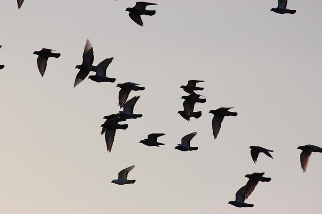 Una bandada de pájaros volando en el cielo