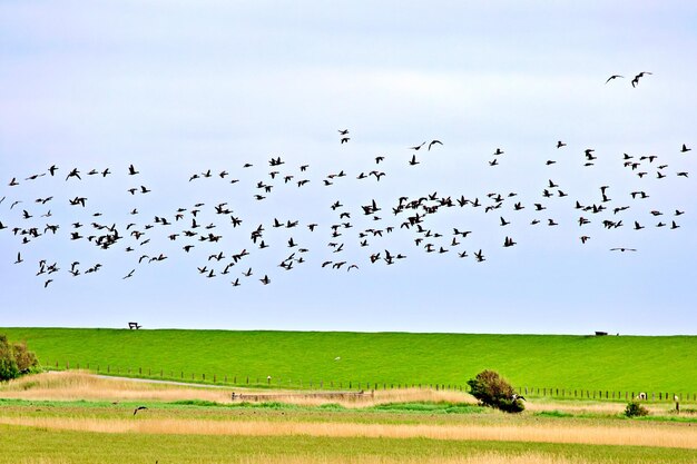 Foto una bandada de pájaros volando en el cielo