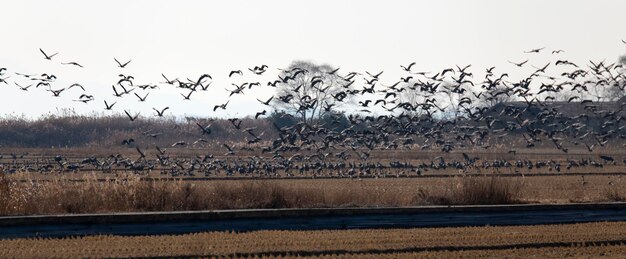 Foto una bandada de pájaros volando en el cielo