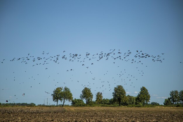 Foto una bandada de pájaros volando en el cielo