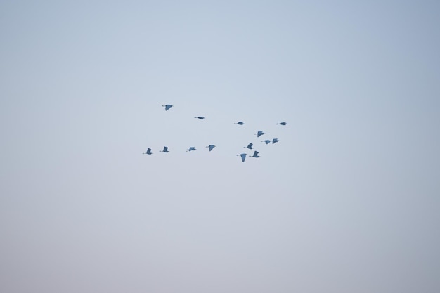 una bandada de pájaros volando en el cielo