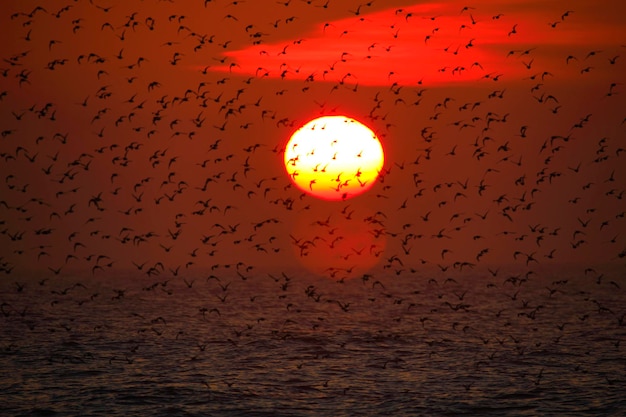 Bandada de pájaros volando contra el cielo naranja