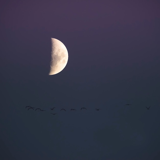 Bandada de pájaros volando con la luna de fondo provincia de La Pampa Patagonia Argentina