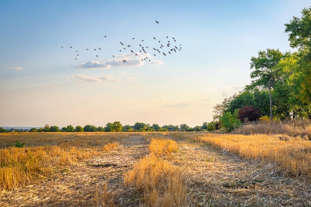 Bandada de pájaros volando sobre el campo de trigo segado