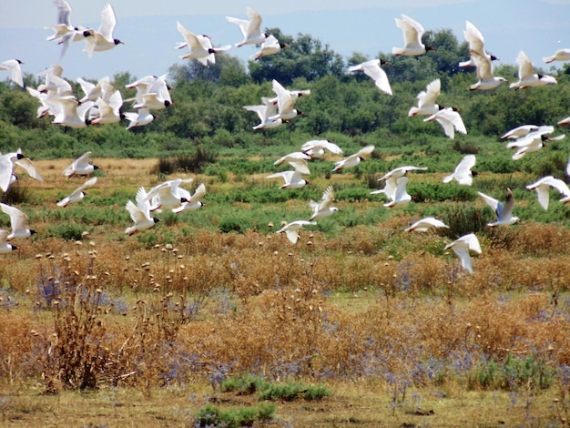 Foto una bandada de pájaros volando sobre el campo