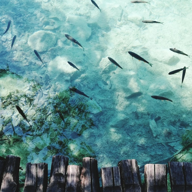 Foto una bandada de pájaros volando sobre el mar