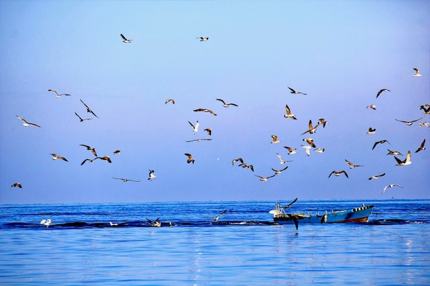 Una bandada de pájaros volando sobre el mar