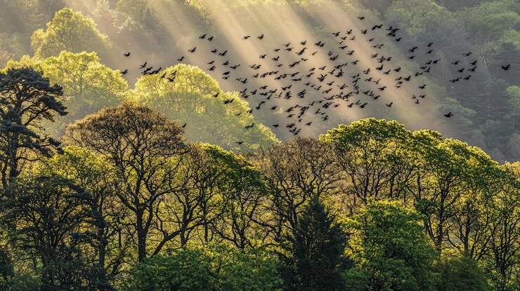 Una bandada de pájaros volando a través de un bosque iluminado por el sol