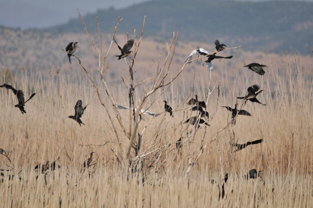 Una bandada de pájaros volando