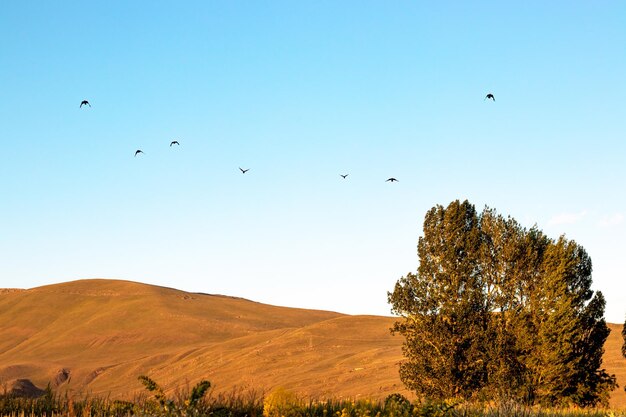 Una bandada de pájaros vuela sobre un campo con un árbol en primer plano con espacio para copiar