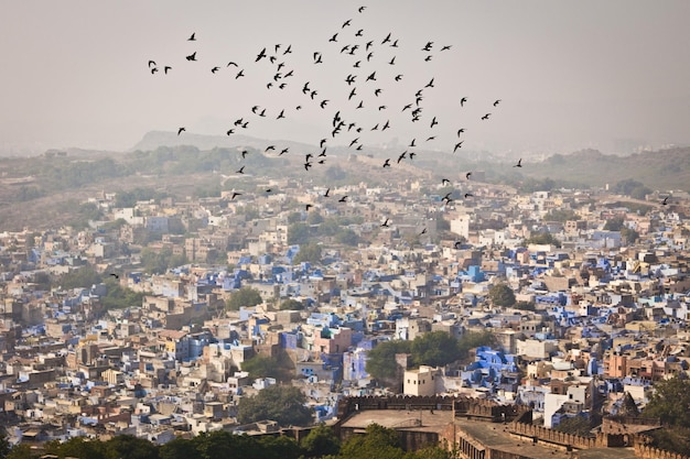 Una bandada de pájaros vuela sobre la ciudad azul de jodhpur, rajasthan, india.