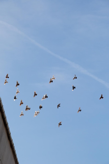 Bandada de pájaros vuelan en un cielo azul