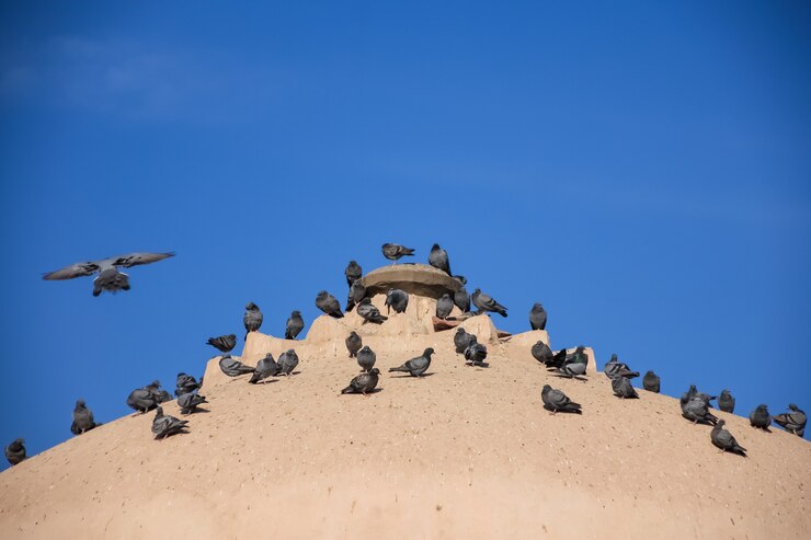 Bandada de palomas en la antigua iglesia de techo con cielo azul.