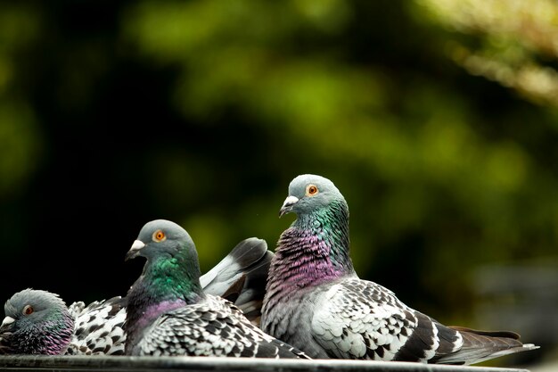 Bandada de palomas bañándose en el parque verde