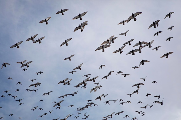 Foto bandada de palomas de carreras de velocidad volando contra el cielo azul nublado