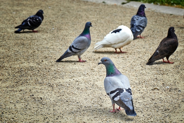 Bandada de palomas haciendo un desastre