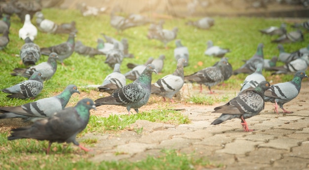 bandada de palomas en el mercado