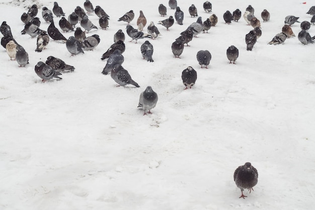 Una bandada de palomas en la nieve en invierno