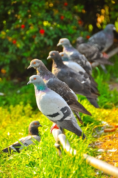 Una bandada de palomas sentadas en una percha y esperando comida