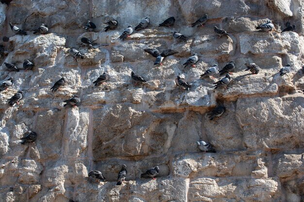 Bandada de palomas sentadas en las rocas de una pared en la calle