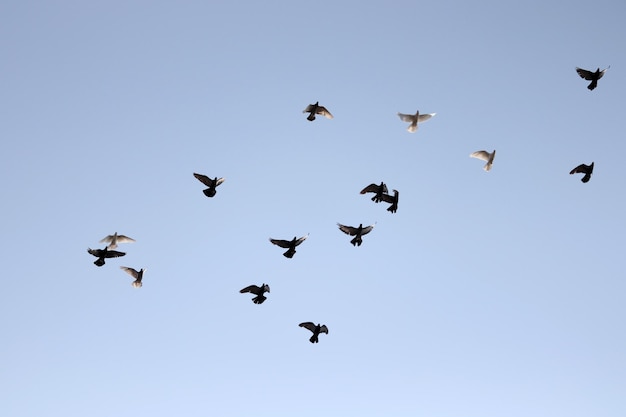 Bandada de palomas volando en el cielo azul