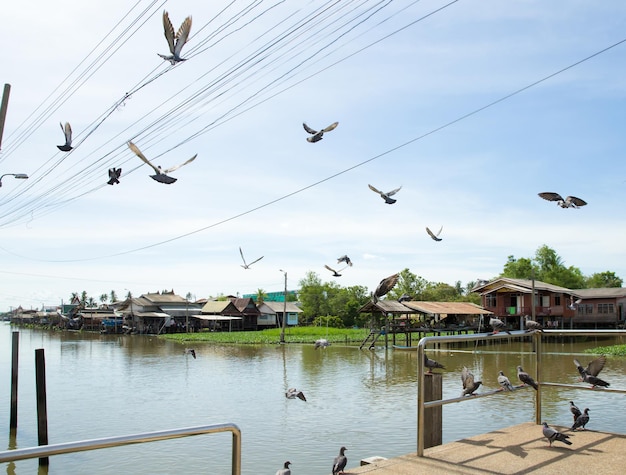 Bandada de palomas volando sobre el río