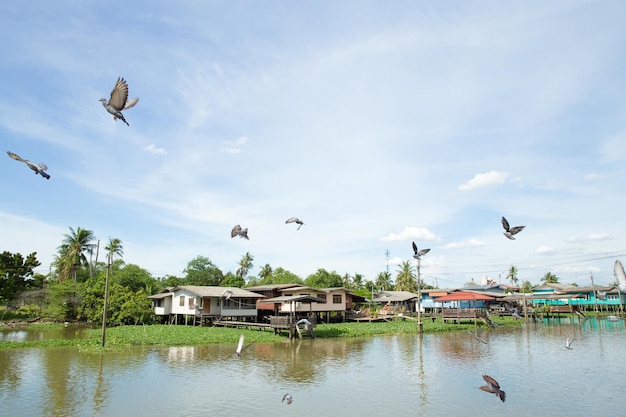 Bandada de palomas volando sobre el río