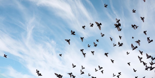 Una bandada de palomas vuela por el cielo. Los pájaros vuelan contra el cielo. Un gran grupo de pájaros de palomas vuela por el cielo sobre fondo blanco.