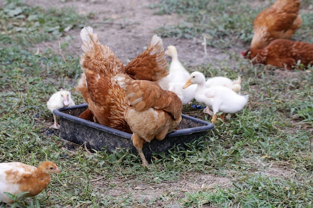 Bandada de patitos y pollos se crían juntos en avicultura