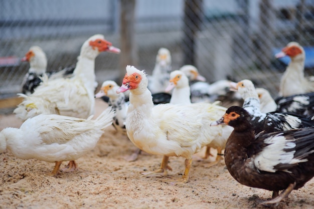 Bandada de patos almizcleros blancos y negros a pie